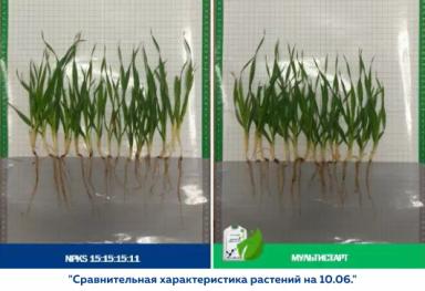 Эффективность применения биомодифицированного удобрения МультиСтарт