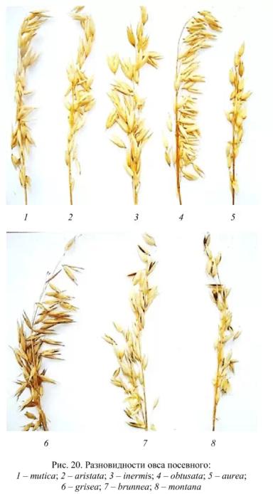 Разновидности овса