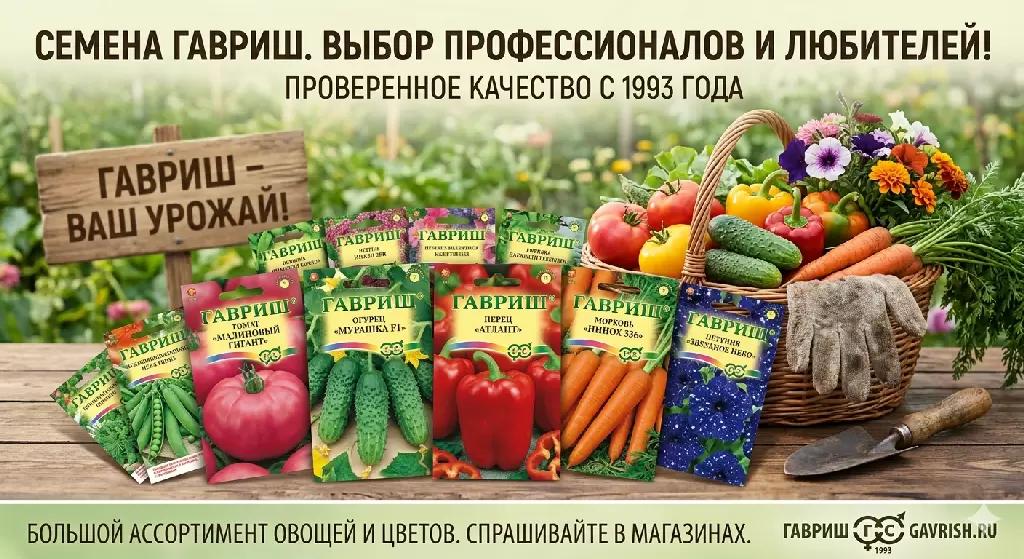 СЕМЕНА ГАВРИШ