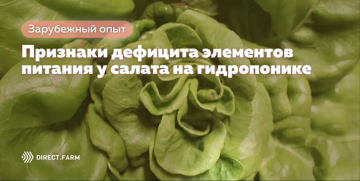 Признаки дефицита элементов питания у салата на гидропонике