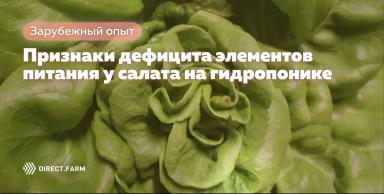 Признаки дефицита элементов питания у салата на гидропонике