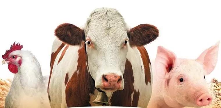 СИМБИТОКС - защитит от токсинов, восстановит полезную микрофлору