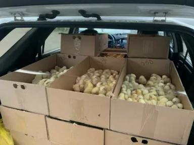 Изъятие скота: защита от эпидемий или удар по хозяйству?