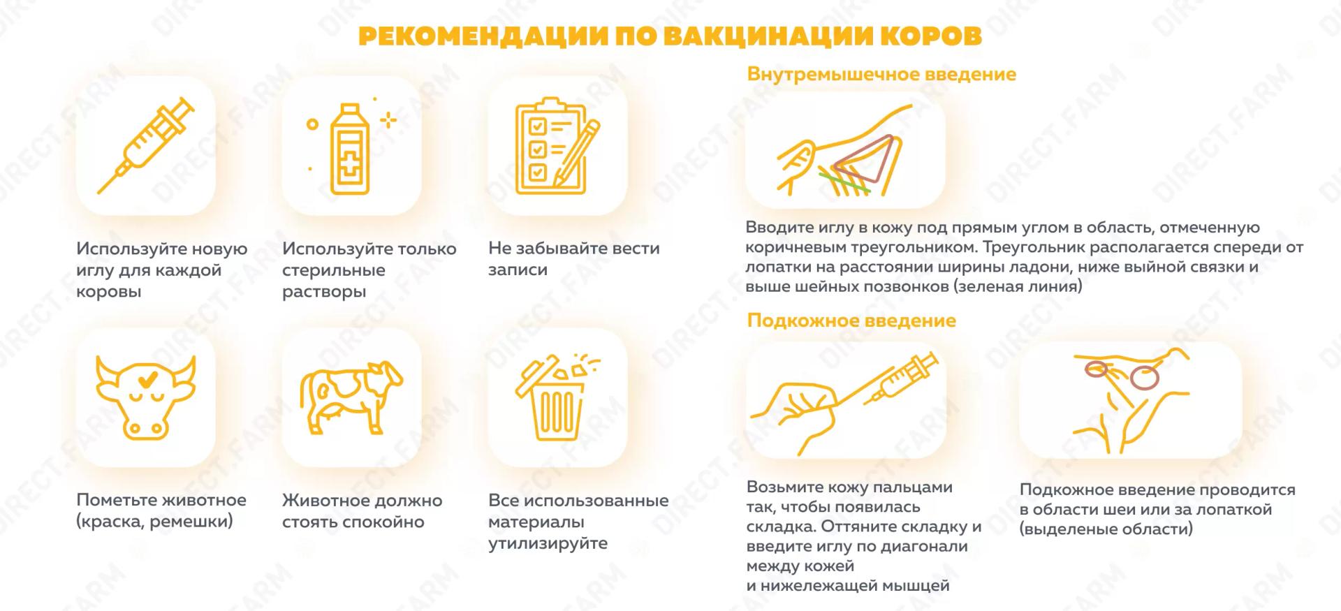 Памятка "Рекомендации по вакцинации коров"