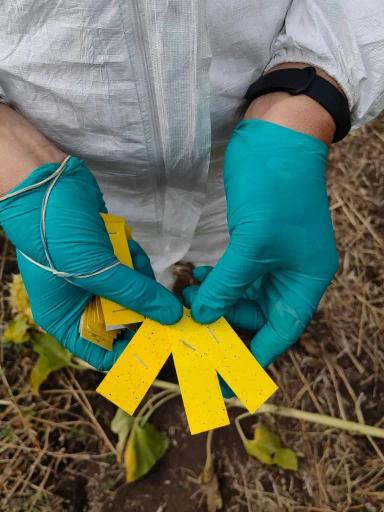 Опыт внесения десиканта «RegloneAir» на подсолнечнике,с помощью дрона XAG V40