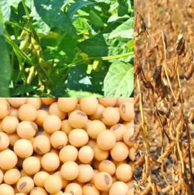 МК 100 сорт сои