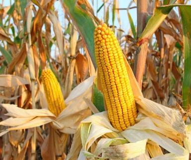 Краснодарский 415 МВ - гибрид кукурузы (Zea mays L.).