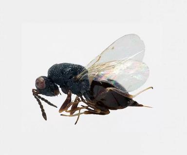 Люцерновая толстоножка (брухофагус) Bruchophagus rodcli Guss.