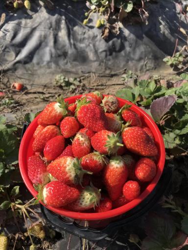 Клубника сладкая 