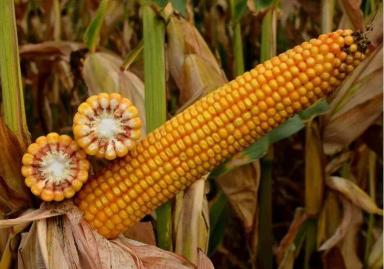 СИ Новатоп - гибрид кукурузы ( Zea mays L.).