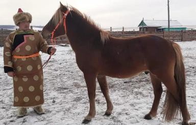 Бурятская порода лошадей