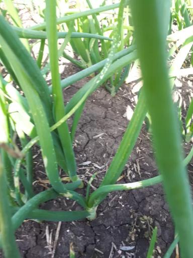 Что с листьями лука?