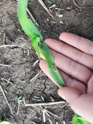 Из-за чего поражения на листьях кукурузы?