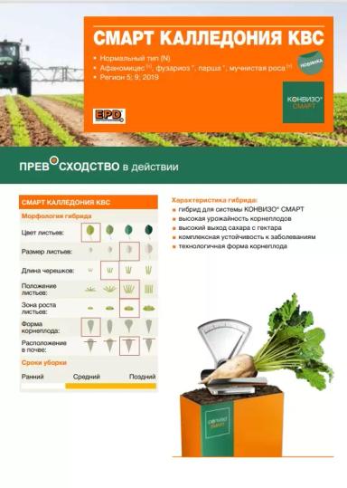 Смарт Калледония КВС - гибрид свеклы сахарной (Beta vulgaris L. ssp. vulgaris var. saccharifera Alef.).