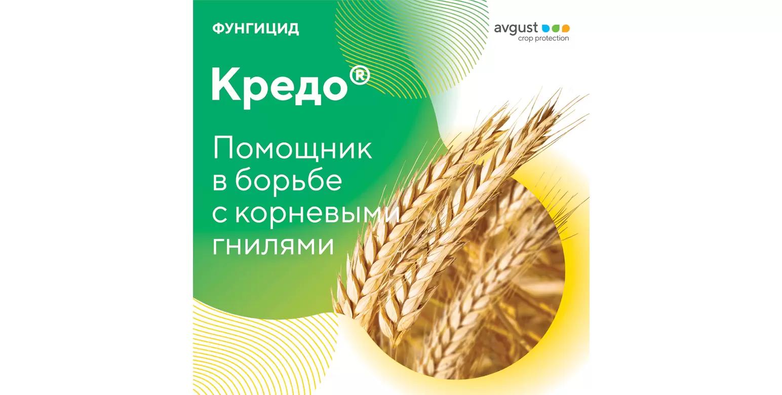 Кредо® – проверенный помощник в борьбе с корневыми гнилями