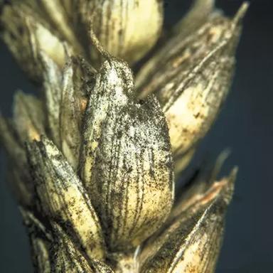 Чернь колоса