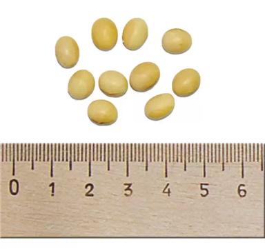 ОАК Пруденс (OAC PRUDENCE) соя Эко Нива семена