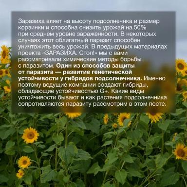 🌻 Механизм сопротивления к заразихе