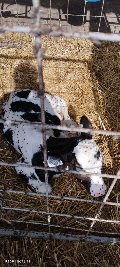 Мухи скоро унесут Телят😖😖😖