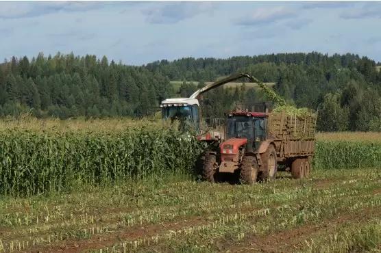 Идеальный силос: рецепт стабильности.