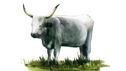 Венгерская серая