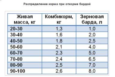 Свежая барда в кормлении свиней