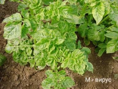Вирусные заболевания картофеля