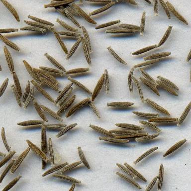 Крестовник обыкновенный