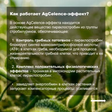 Соевый агрокалендарь