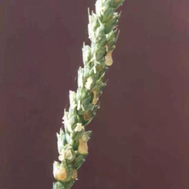 Введение о спорынье и ее содержание в злаках