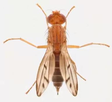 Опомиза пшеничная