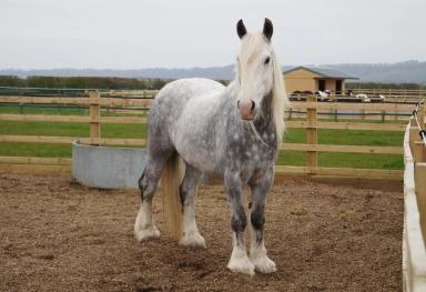 Першерон – порода лошадей 