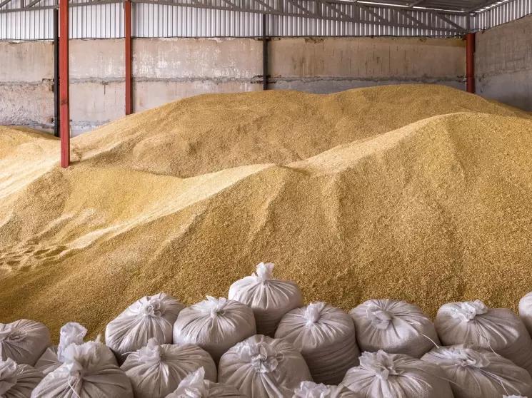 Запасы зерна в России выросли на 43,6% в 2022 году