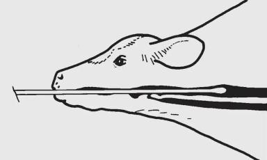 Кормление телят молочных пород. Часть 7. Выпойка слабых или больных телят