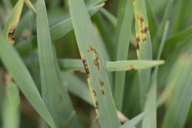 Сетчатая пятнистость ячменя