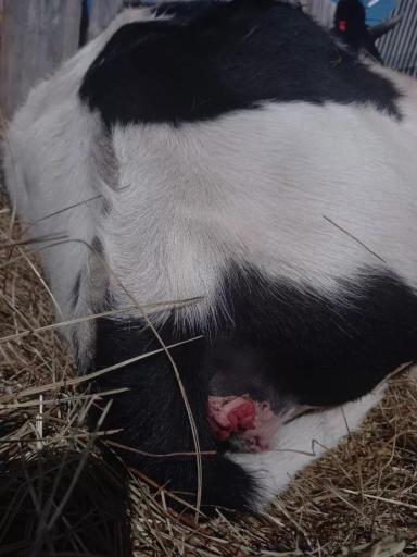 Вопросы из чатов: как лечить телку?