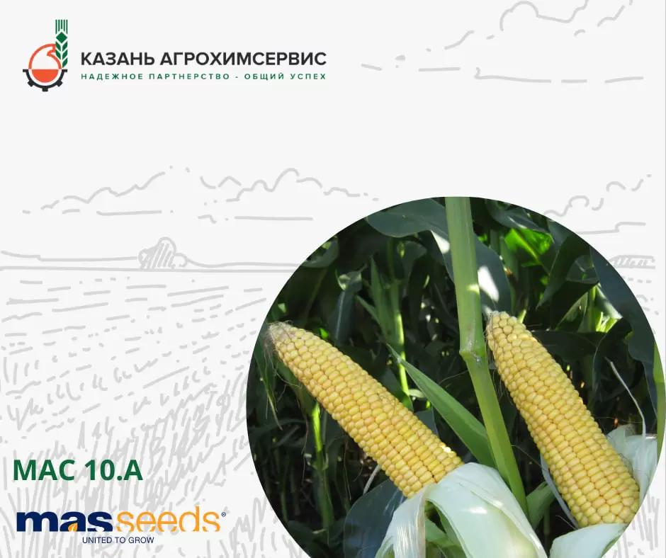 МАС 10.А