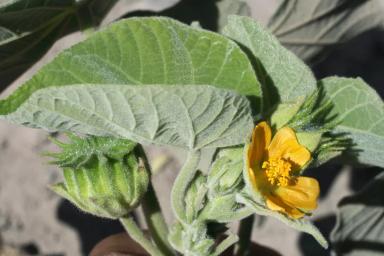 Канатник Теофраста