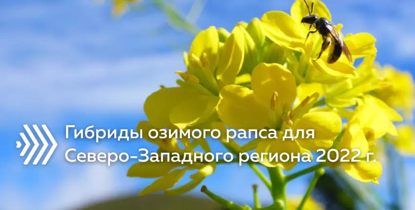 Новые гибриды озимого рапса районированных для Северо-Западного региона 2022 г.