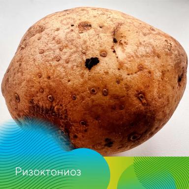 Проверьте картофель перед посадкой!
