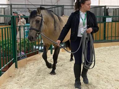 Вятская порода лошадей