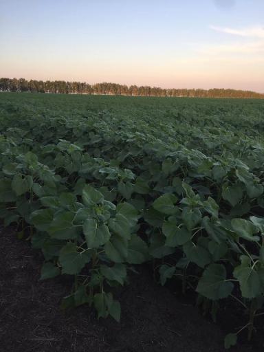 Санай сингента по системе ноу тил 