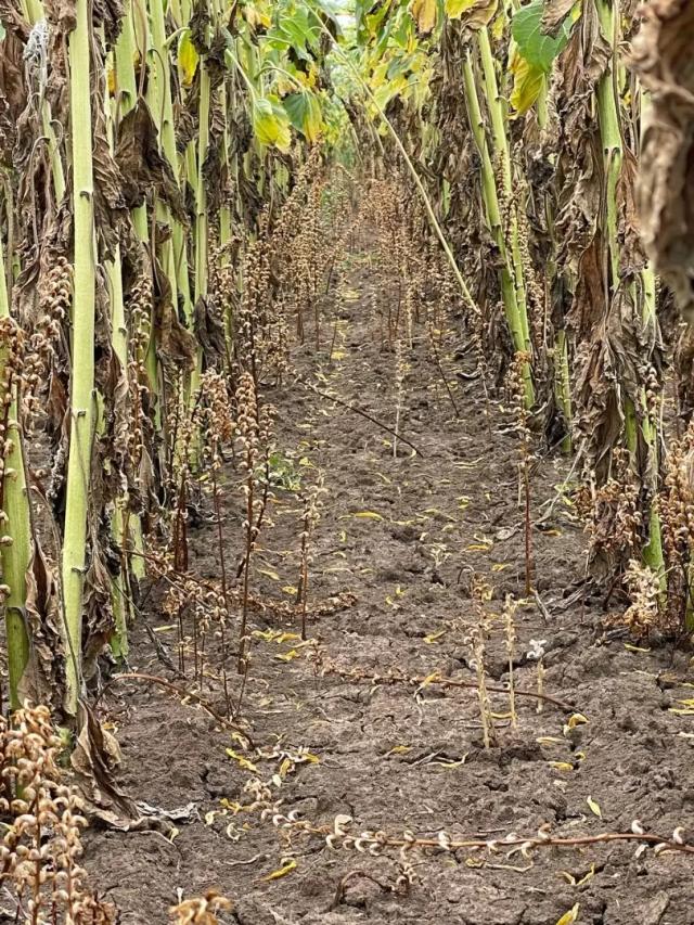 ЗАРАЗИХА НА ПОДСОЛНЕЧНИКЕ: КОГДА И КАК ИСКАТЬ