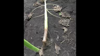 Фузариоз подсолнечника