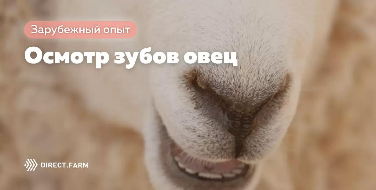 Осмотр зубов овец