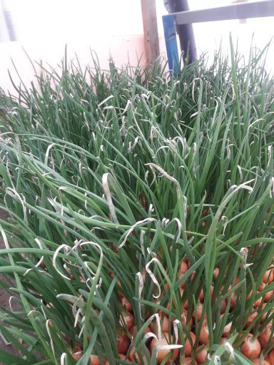 Проблема продолжается...