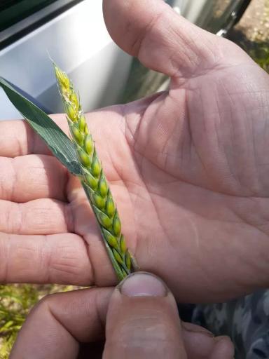 Злаковая листовертка