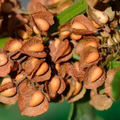 Щавель курчавый