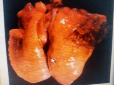 Актинобацеллезная плевропневмония свиней (АПП)