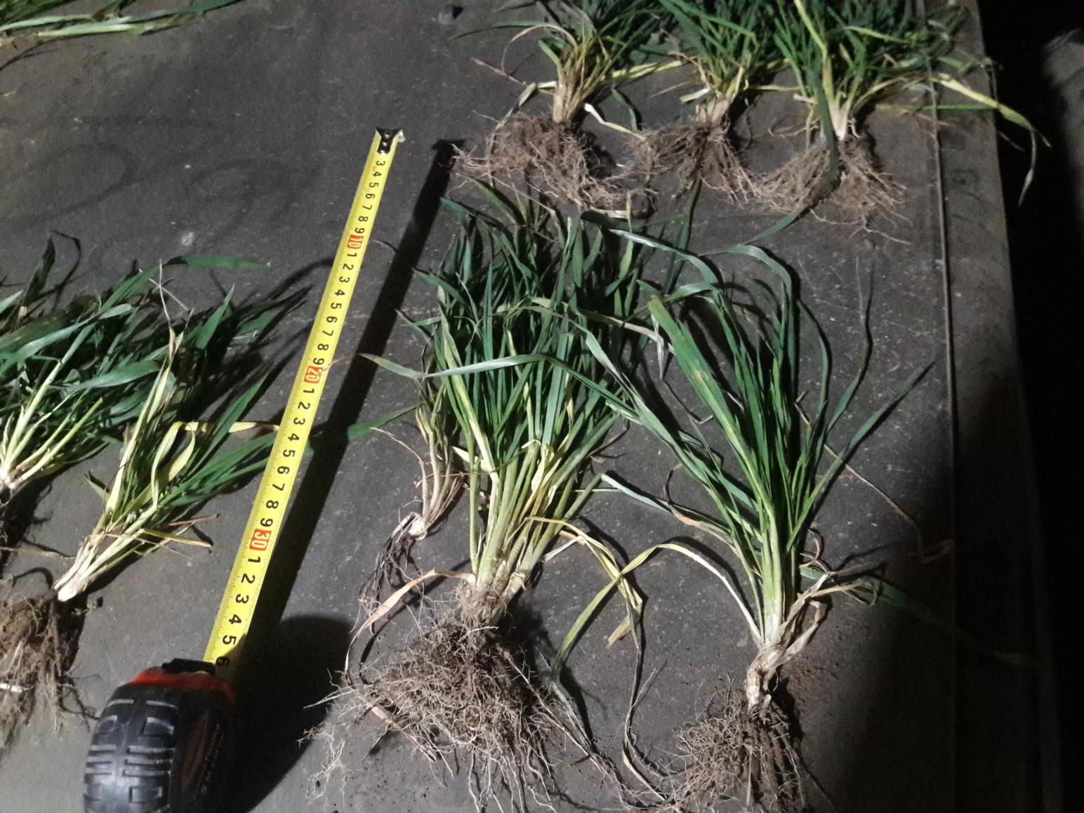 пшеница озимая